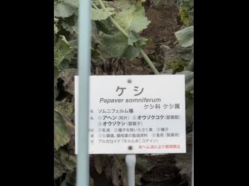 【東京都薬用植物園】ケシの公開状況②