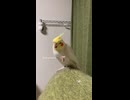 飼い主の指を支配する暴君、甘えん坊すぎて尊い……！