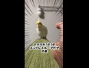 【エンドレス】無限にカキカキを要求してくるオカメインコｗｗ