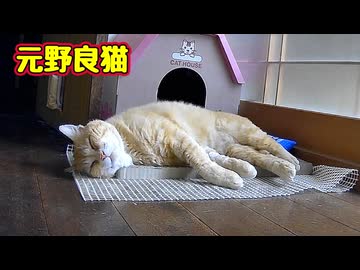 人恋しくなった？【元野良猫】