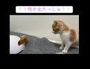 対決！子猫vs珍妙猫おもちゃ