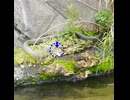 アオダイショウVSカルガモ親子