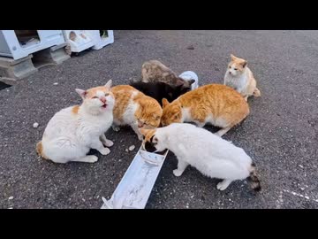 【猫島の日常】港のカフェが完全に猫食堂だった件ｗ