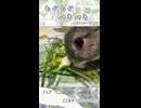 【うさぎ 5歳】もぐもぐぺろぺろ