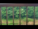 早朝の野鳥
