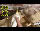 ボトルへの執着が異常ｗｗｗ素直すぎるオカメインコの末路