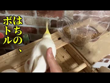ボトルへの執着が異常ｗｗｗ素直すぎるオカメインコの末路