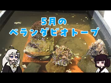 5月のベランダビオトープ