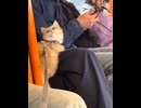 ホモと見る間違った膝の上に乗っている事に気が付いたネコ