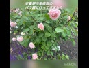 安曇野市のバラ園