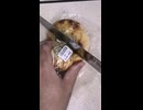 釜揚げしらすパンを切りました。　#釜揚げしらす　#パン
