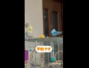 そらとぴっぴ