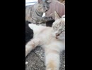 猫の関所