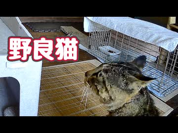 予行演習 開始【野良猫】 【元野良猫】