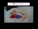 子猫、エビと仲良くなる