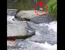 上にも下にもヒナ…母カモはどうする？