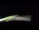 巡航戦車Mk.Ⅲ（A13）〔イギリスの戦車〕を操縦している気分になれる映像