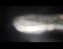 L3（CV.33～CV.38）〔イタリアの戦車〕を操縦している気分になれる映像