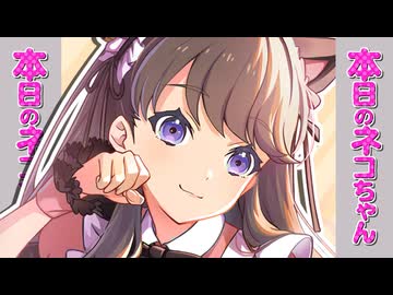 本日のネコちゃん