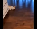 ホモと見る生クリームが好きな犬