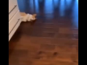 ホモと見る生クリームが好きな犬