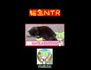 【ずんだもん】ネコ島で脳を破壊される