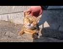 【猫島】爆睡中の猫をナデナデした結果、癒しが限界突破した