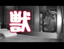 ※ 猫の動画です 【獣】 【野良猫】【元野良猫】