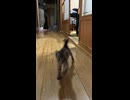 駆け寄ってくる子猫
