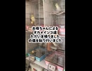 【悲報】帰宅した飼い主、オカメインコ達から厳しい検問を受ける