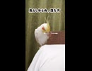 喋るし落ちる！謎の生命体オカメインコの日常がカオスｗ
