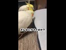 チャックの魅力を知りすぎているオカメインコの末路