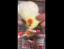 確信犯か？魔性のオカメインコが可愛すぎて辛い件