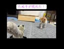 対決！子猫vs謎生物