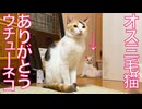 オス三毛猫、ウチューネコたちを見送る