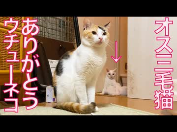 オス三毛猫、ウチューネコたちを見送る