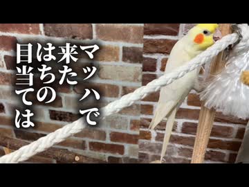 オカメインコ軍団の仁義なき栗穂争奪戦が激しすぎるｗ
