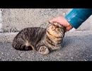 猫島の海辺を歩いていたら癒しが落ちていました