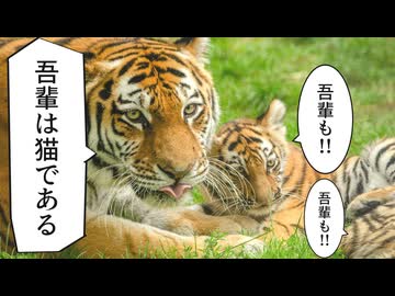 【VOICEROID解説】トラの猫っぽい仕草、解説する気はあんまりない【基礎トラ学】