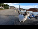 猫島で座ったらあっという間に猫に包囲される【熊本県・湯島】