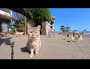 【猫島の日常】港前の猫屋敷に猫が続々集合！天国すぎる光景だった