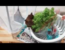 【もったいないので】レタスミックスの根っこから再生栽培【育てます】