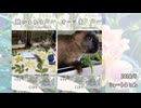 【うさぎ】2026/5　ショート動画まとめ【ショート】
