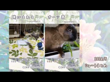 【うさぎ】2026/5　ショート動画まとめ【ショート】