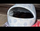 猫ハウスで寝ている黒猫のマコちゃん