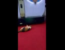 タクヤさんに動物