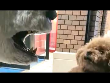 ホモと見るバカ犬の教育方法