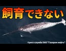 【最新版】イッカクを飼育できなかった理由【生物解説】