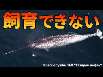 【最新版】イッカクを飼育できなかった理由【生物解説】