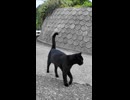 山道で出会った黒猫ちゃん、付いてくる